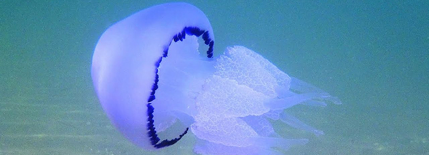 при-ужилване-от-медуза